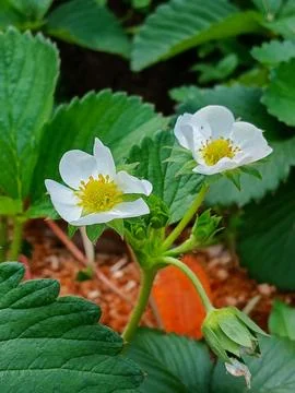 Strawberry flowers Stock Photos