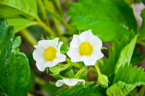 Strawberry flowers in spring Stock Photos