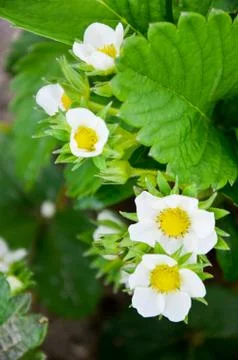 Strawberry flowers in spring Stock Photos