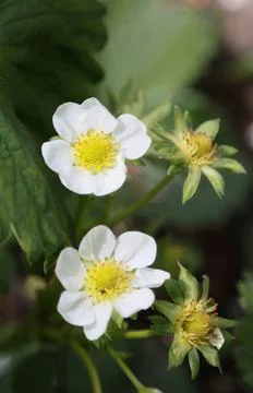 Strawberry flowers in spring. Stock Photos