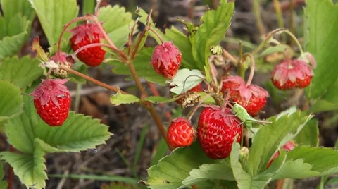 Strawberry Stock Footage 7733434