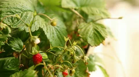 Strawberry Stock Footage 11688451