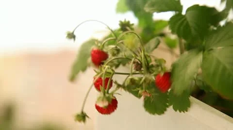 Strawberry Stock Footage 11688593