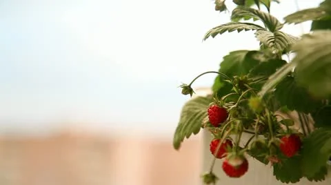 Strawberry Stock Footage 11689483