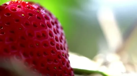 Strawberry Stock-Footage 21242940