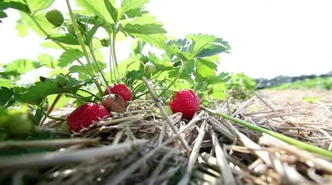 Strawberry Stock Footage 21242952