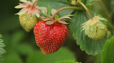 Strawberry Stock Footage 23365594