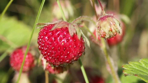 Strawberry Stock Footage 33377490