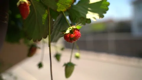 Strawberry Stock Footage