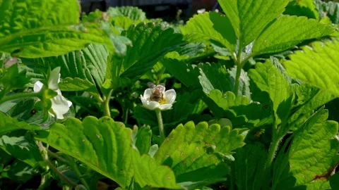Strawberry Stock Footage 195184177