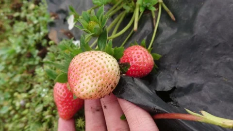 Strawberry Stock Footage 211711326