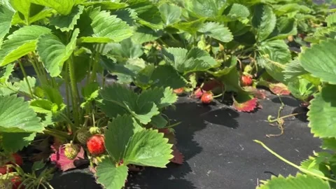 Strawberry Stock Footage 296044162