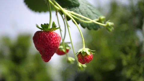 Strawberry Stock Footage 313824979