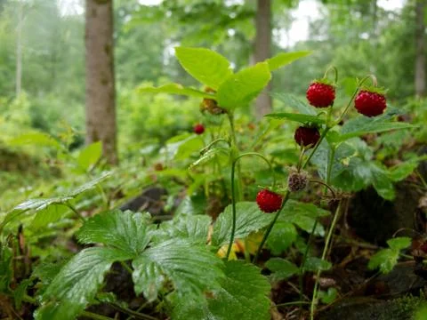 Strawberry in forest Stock Photos