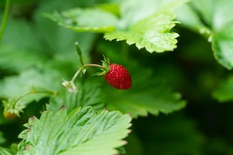 Strawberry in the forest 库存照片