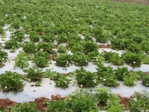 Strawberry form in Lambasingi Stock Photos
