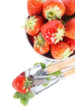 Strawberry fresh Stock Photos