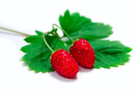 Strawberry fruit 库存照片