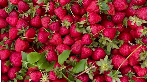 Strawberry fruit top view Stock Footage 240425298