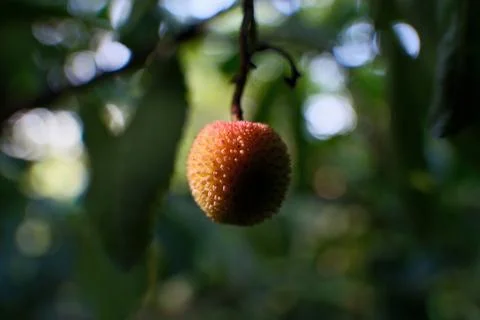 Strawberry fruit on the tree, close-up, selective focus. Stock Photos