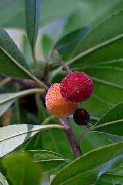 Strawberry fruit on the tree, close-up, selective focus. Foto stock