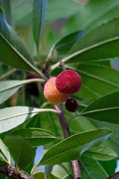 Strawberry fruit on the tree, close-up, selective focus. Stock Photos
