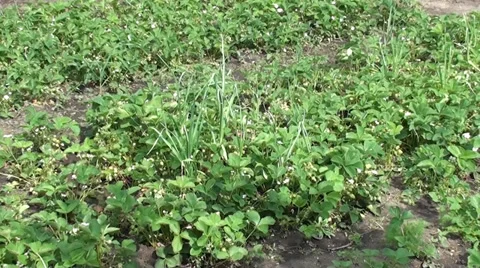 Strawberry garden abloom Stock Footage 39560646