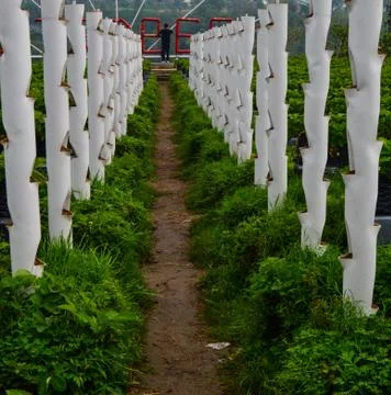 Strawberry Garden Field In Central Java, Indonesia Stock Photos