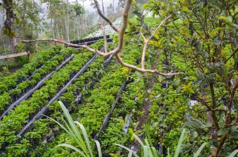 Strawberry Garden Field In Central Java, Indonesia Stock-Fotos
