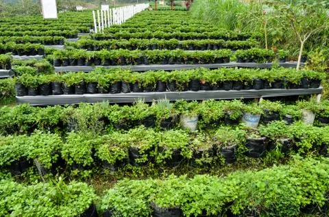 Strawberry Garden Field In Central Java, Indonesia Foto stock