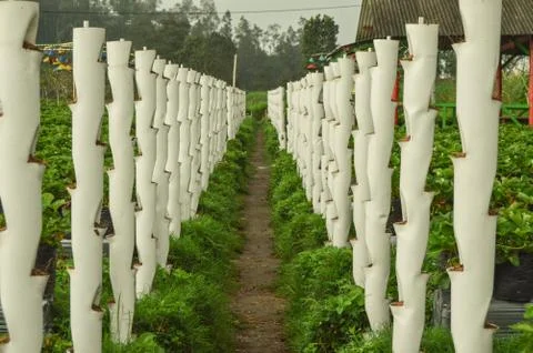 Strawberry Garden Field In Central Java, Indonesia Stock Photos