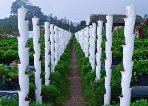 Strawberry Garden Field In Central Java, Indonesia Stock Photos