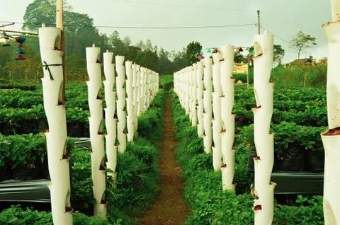 Strawberry Garden Field In Central Java, Indonesia Stock Photos