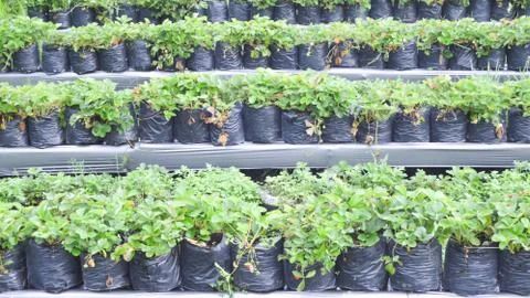 Strawberry Garden Field In Central Java, Indonesia Stock Photos