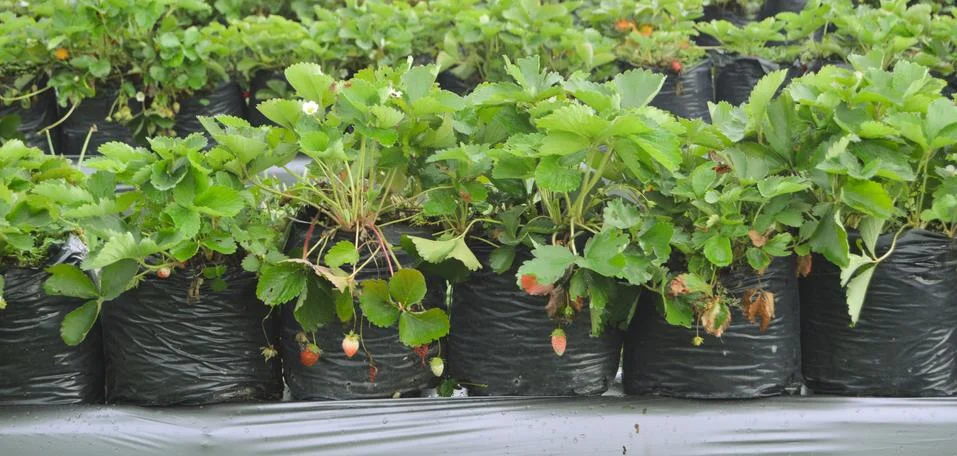 Strawberry Garden Field In Central Java, Indonesia Stock Photos