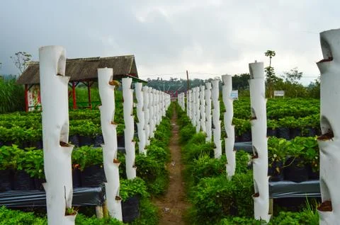 Strawberry Garden Field In Central Java, Indonesia Stock Photos