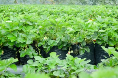 Strawberry Garden Field In Central Java, Indonesia Stock-Fotos