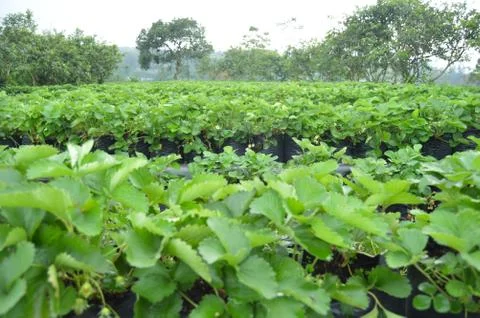 Strawberry Garden Field In Central Java, Indonesia Stock Photos
