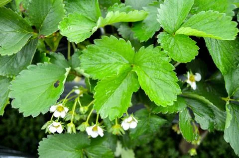 Strawberry Garden Field In Central Java, Indonesia Stock Photos