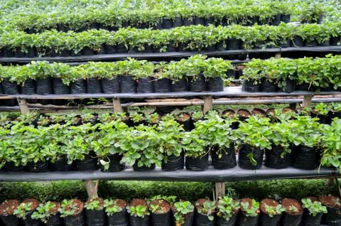 Strawberry Garden Field In Central Java, Indonesia Stock Photos