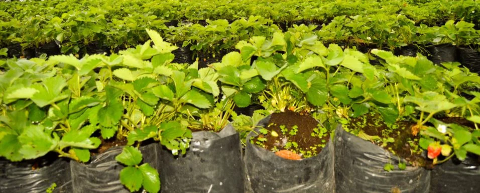 Strawberry Garden Field In Central Java, Indonesia Stock Photos