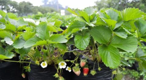 Strawberry Garden Field In Central Java, Indonesia Stock Photos