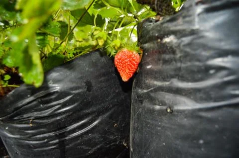Strawberry Garden Field In Central Java, Indonesia Stock Photos