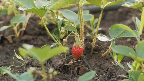 Strawberry in garden Stock Footage 91795325