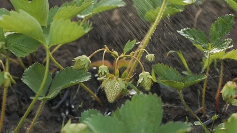 Strawberry in garden Stockbeeldmateriaal 91795338