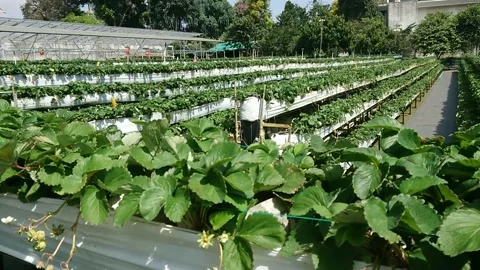 Strawberry Garden Stock Footage 201143185
