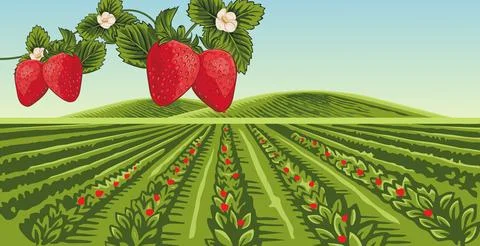 Strawberry garden Stock Illustration