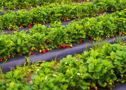 Strawberry Garden Stock Photos