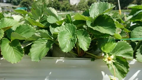 Strawberry garden view Stock Footage 201143448