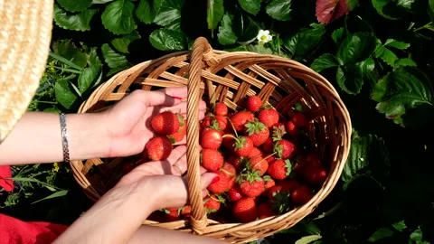 Strawberry gathering close up Stock Footage 221548509